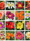 10 MIXED COLORS DAYLILY Hemerocallis Day Lily Fine Mix Red Purple Flower Seeds flower seeds