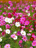 350 COSMOS SENSATION MIX Mixed Colors Cosmos Bipinnatus Flower Seeds flower seeds