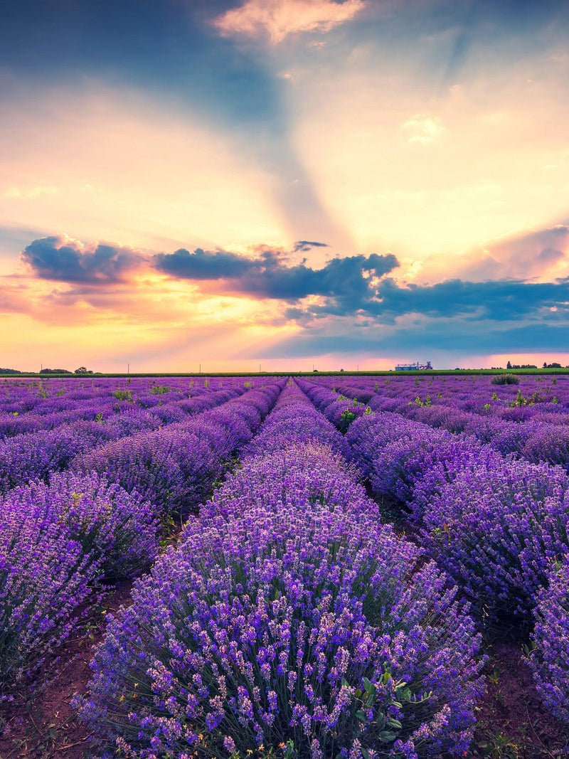 500 True ENGLISH LAVENDER VERA Lavandula Angustifolia Vera Herb Purple Flower Seeds FLOWER DELIVERY
