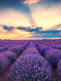 500 True ENGLISH LAVENDER VERA Lavandula Angustifolia Vera Herb Purple Flower Seeds FLOWER DELIVERY
