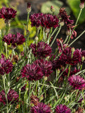 25 Black Garnet BACHELOR'S BUTTON / CORNFLOWER Centaurea Cyanus Flower Seeds flower spore
