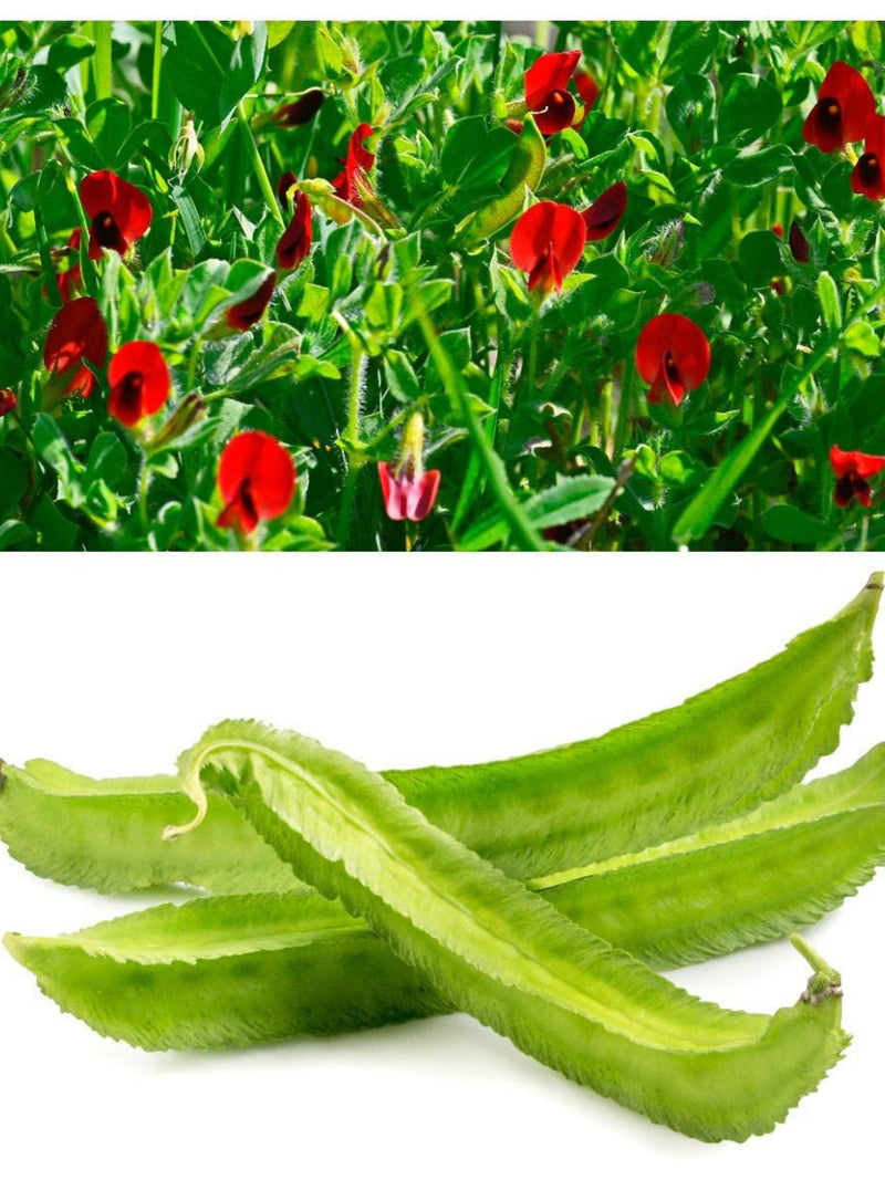 50 ASPARAGUS PEA Winged Pea Lotus Tetragonolobus Red Flower Legume Vegetable Seeds seeds bulk