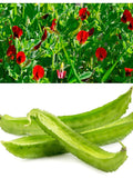 50 ASPARAGUS PEA Winged Pea Lotus Tetragonolobus Red Flower Legume Vegetable Seeds seeds bulk