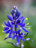 20 Blue LARGE CAMAS Camassia Leichtlinii Great Camass Quamasia Native Flower Seeds * Flat Shipping flower seeds