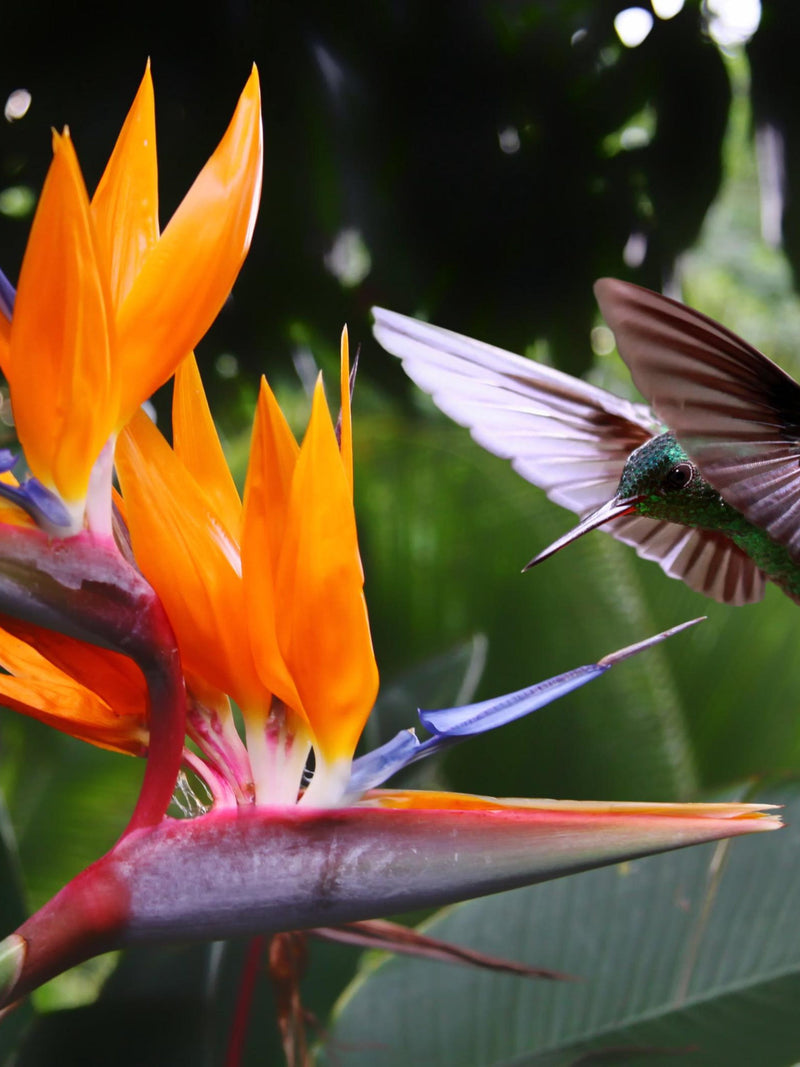 5 Tropical BIRD OF PARADISE Strelitzia Reginae Flower Seeds *Comb S/H flower seeds