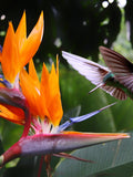 5 Tropical BIRD OF PARADISE Strelitzia Reginae Flower Seeds *Comb S/H flower seeds
