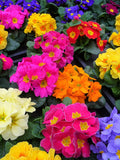 50 MIXED Colors ENGLISH PRIMROSE Primula Vulgaris Acaulis Shade Houseplant Flower Seeds flower seeds