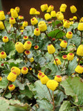 100 TOOTHACHE / EYEBALL PLANT Spilanthes Oleracea Red & Yellow Flower Herb Seeds *Comb S/h flower spore