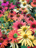 25 CHEYENNE SPIRIT CONEFLOWER Echinacea Orange Red Yellow Purple Pink White Herb Flower Seeds flower seeds