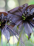 5 Black BAT FLOWER ( Cats Whiskers / Devil Flower ) Tacca Chantrieri Flower Seeds flower seeds