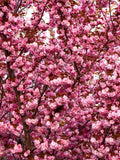 10 JAPANESE CHERRY TREE Pink Cloud Oriental Sweet Prunus Serrulata Flower Seeds flower seeds