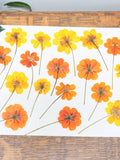 Real Pressed Sulphur Cosmo Flowers - Cosmos sulphureus - Dried Dye Flowers - Craft Supply - Botanical Dye Flower - Pressed Dye Flower flower spore