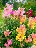 Snapdragon Seeds Ð Jewel Tone, Nostalgic Heirloom Colorful Cottage Garden Annual Flowers, Pollinator Friendly 50+ seeds/pk seeds bulk