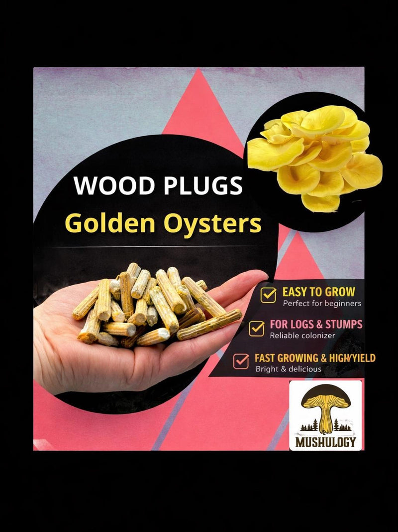 Yellow Oyster Mushroom Wood Plugs Ð Log Inoculation Kit (100 Plugs) flower spore