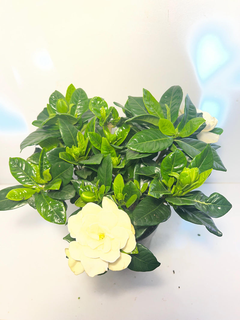 Flower plant gardenia FLOWER DELIVERY