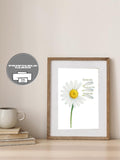 Loves Me Not Daisy Watercolor Print | Romantic Minimalist Flower (Digital Download) Love Romance Flower