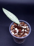 Hoya sp. Bengkulu Silver. flower spore