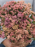 Peach/Salmon/Apricot Coloured Statice/Cutflower/Dried Flower/25 Seeds flower seeds