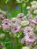 Rare Astrantia Major Flower Seeds, Greater Masterwort, Classic Cottage garden, English Garden, 10 Seeds flower seeds