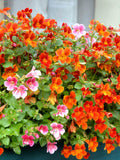 Nemesia Prince Orange Seeds, Cottage Garden Flower, 50 Seeds flower seeds