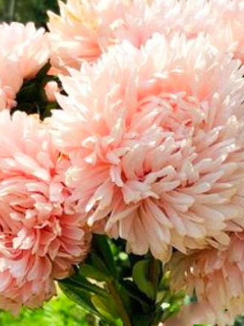 King Size Apricot China AsterFlower Seeds, ight Apricot-Coloured, Flower Bouquet, Cut Flower, 50 Seeds flower seeds