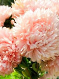 King Size Apricot China AsterFlower Seeds, ight Apricot-Coloured, Flower Bouquet, Cut Flower, 50 Seeds flower seeds