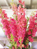 50 seeds Organic Rittersporn CAMELIARD Pacific Giant Perennial Summer Carmine Flower Cut Flower Perennial flower seeds