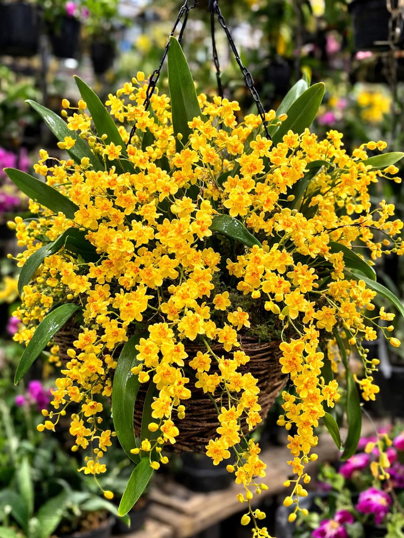 Fragrant Oncidium Orchid Twinkle 'gold dust' yellow flowers live plant FLOWER DELIVERY