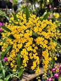 Fragrant Oncidium Orchid Twinkle 'gold dust' yellow flowers live plant FLOWER DELIVERY