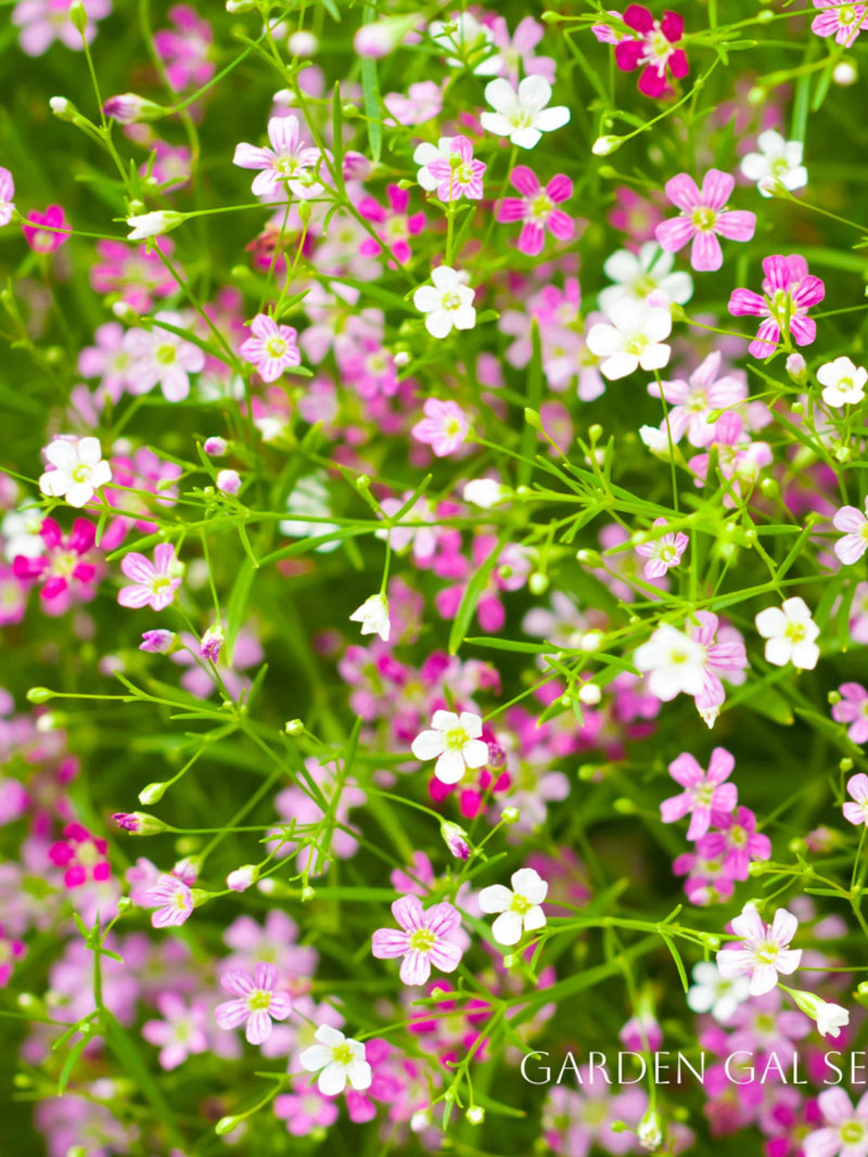 Baby's Breath Mix Flower Seeds, Gypsophila Elegans, For Bouquet, For Dried Flower, Cut Flower, 100 Seeds seeds bulk