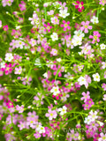 Baby's Breath Mix Flower Seeds, Gypsophila Elegans, For Bouquet, For Dried Flower, Cut Flower, 100 Seeds seeds bulk