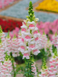 Potomac Appleblossom Snapdragon Seeds, Pink White Cut Flower, Antirrhinum majus, 30 Seeds seeds bulk