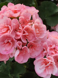 10 Double Pink Geranium Seeds Ð Grandiflora Flower Balls, Fully Double Blooms for Garden_ Rose-Like Blooms flower seeds