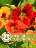 Nasturtium Jewel Mix Dwarf Heirloom Flower Seeds | 25 Seeds, Edible, Hanging Basket, Tropaeolum majus flower seeds