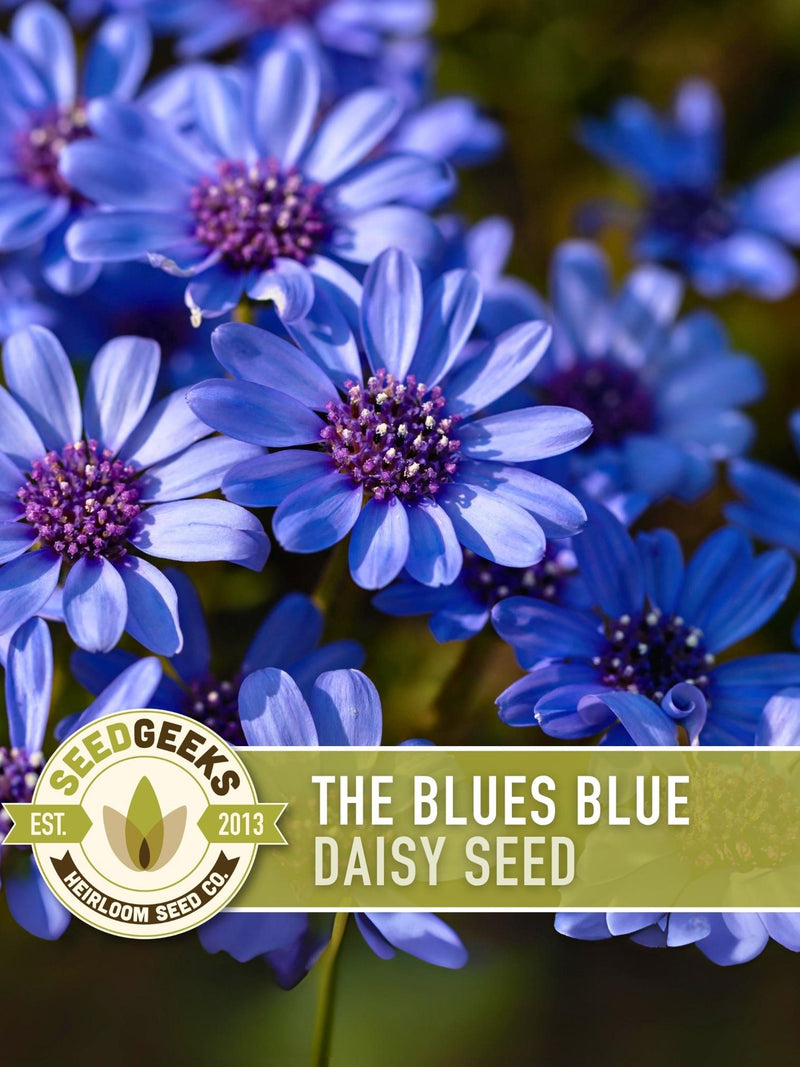 Kingfisher Blue Daisy Flower Seeds | 50+ Seeds, Heirloom, Container & Border Plant, Felicia Heterophylla flower seeds