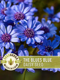 Kingfisher Blue Daisy Flower Seeds | 50+ Seeds, Heirloom, Container & Border Plant, Felicia Heterophylla flower seeds