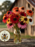 NEW! Paradiso Mix Echinacea Seeds, Coneflower, Medicinal Plants, Flowers, Herbs, Purpurea EC1210 flower seeds