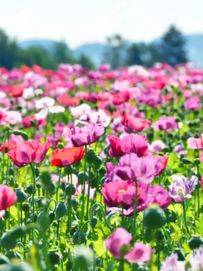 250 AFGHAN Blue POPPY Mixed Colors Papaver Somniferum Pink Purple White Flower Seeds *Flat Shipping flower seeds
