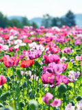 250 AFGHAN Blue POPPY Mixed Colors Papaver Somniferum Pink Purple White Flower Seeds *Flat Shipping flower seeds