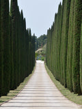 20 MEDITERRANEAN CYPRESS TREE Italian Pencil Pine Cedar Cupressus Sempervirens Stricta Seeds seeds bulk