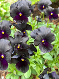 Black Devil Pansy Seeds Ð Garden-Saved Annual Bloom.  15 seeds. flower seeds