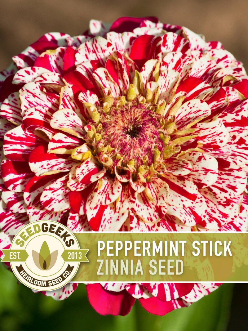 Peppermint Stick Zinnia Flower | 100+ Seeds, Heirloom, Attracts Hummingbirds, Butterflies, Bees, Florists, Zinnia elegans flower seeds