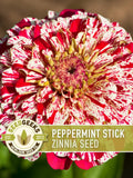 Peppermint Stick Zinnia Flower | 100+ Seeds, Heirloom, Attracts Hummingbirds, Butterflies, Bees, Florists, Zinnia elegans flower seeds