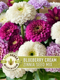 Blueberry Cream Zinnia Seeds | 100+ Seeds, Heirloom Flower Mix, Butterfly Garden, Bouquets flower seeds