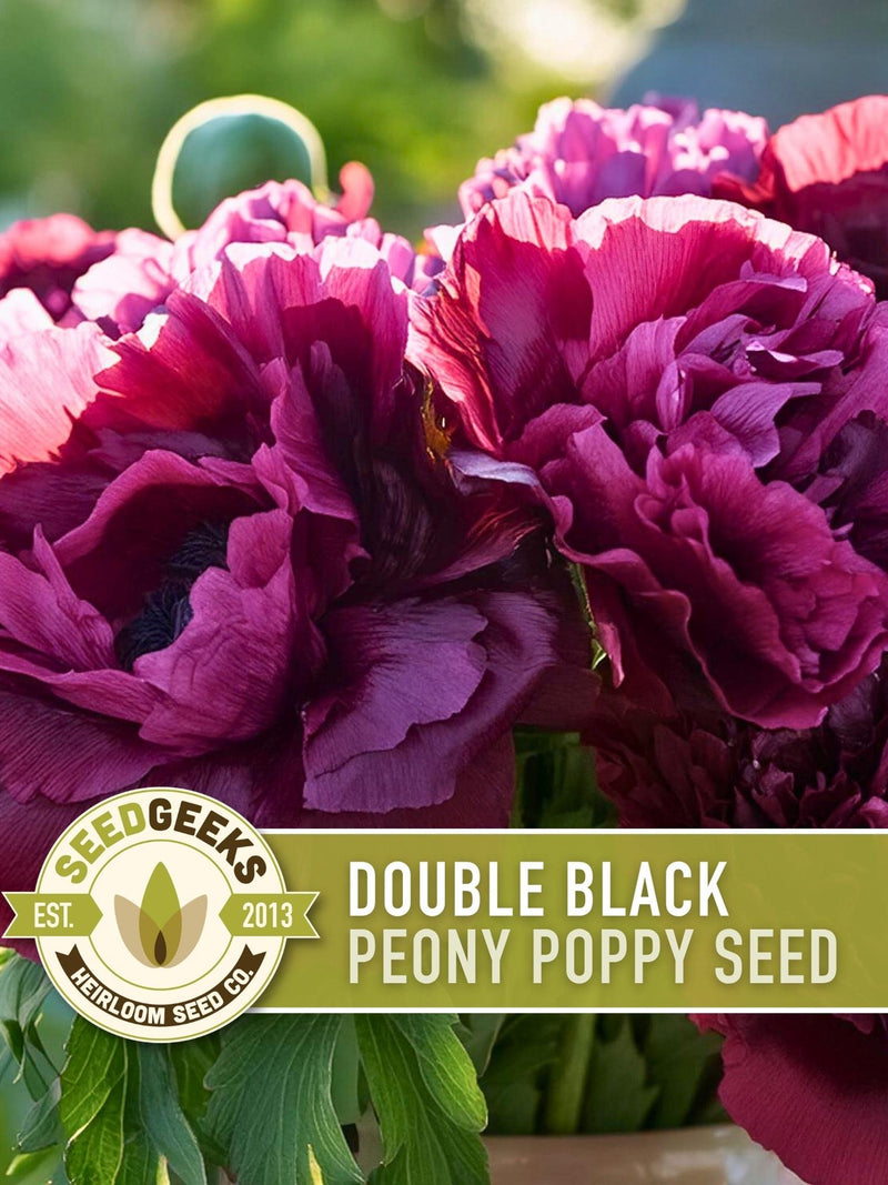 Black Peony Poppy Seeds | 100+ Seeds, Heirloom, Double Ruffled Plum, Goth Garden, Papaver paeoniflorum flower seeds