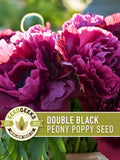 Black Peony Poppy Seeds | 100+ Seeds, Heirloom, Double Ruffled Plum, Goth Garden, Papaver paeoniflorum flower seeds