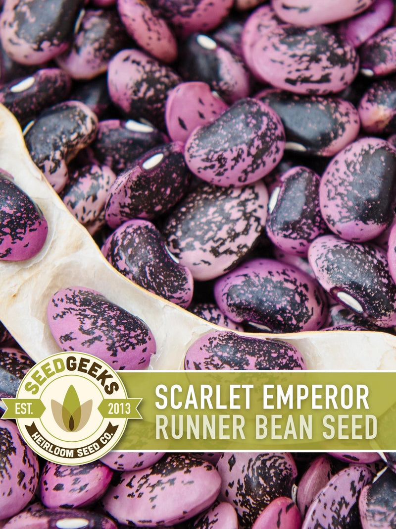 Scarlet Emperor Runner Bean Seeds | 15+ Seeds, Heirloom, Edible Flowers, Hummingbird Garden, Phaseolus coccineus flower seeds