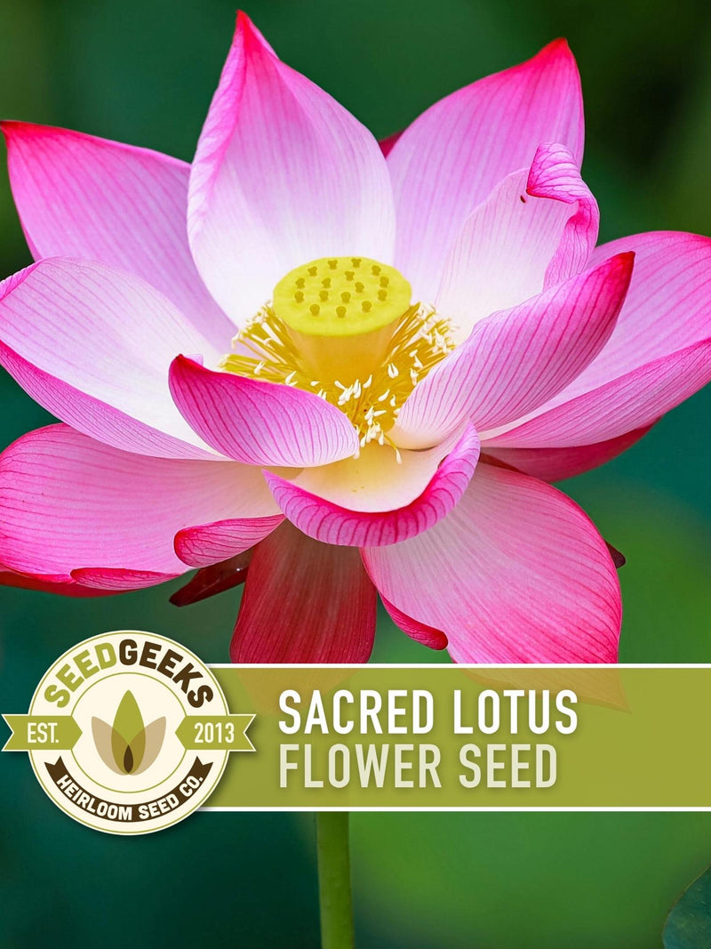 Sacred Lotus Seeds | 5 Seeds, Pink Bonsai Flowers for Water Gardens, Medicinal & Edible, Nelumbo nucifera flower seeds