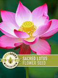 Sacred Lotus Seeds | 5 Seeds, Pink Bonsai Flowers for Water Gardens, Medicinal & Edible, Nelumbo nucifera flower seeds