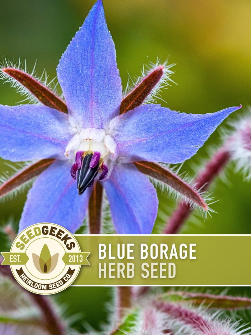 Blue Borage Herb Seeds | 50+ Seeds, Organic, Edible Flowers, Pollinator, Heirloom, Bee-Friendly, Borago officinalis flower seeds